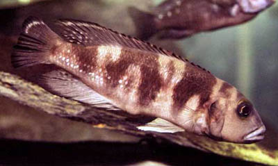 Lepidiolamprologus hecqui